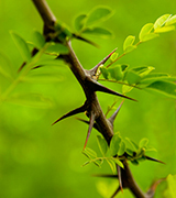 Green acacia leaves and thorns.