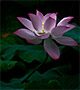 Lotus flower