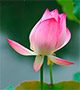 Lotus flower