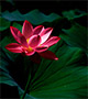 Lotus flower