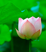 Pale pink lotus flower.