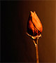 Dried rose