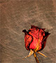 Dried rose