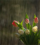 Flowers in the rain