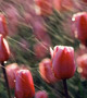 Rain on tulips