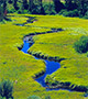 Meadow stream