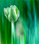 White tulip