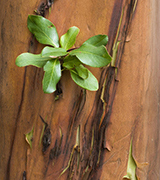 Arbutus bark.