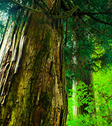 Ancient Japanese cedar tree.