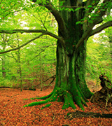 Old beech tree.