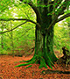 Beech tree