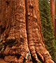 Redwood tree