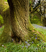 Old tree trunk and flowers.