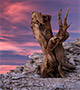 Bristlecone pine