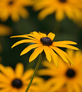 Yellow daisies.