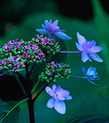 Small blue flowers in evening light.