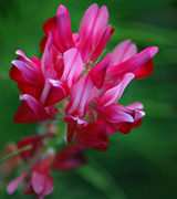 Pink flowers against a dark green background.