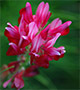 Pink flowers.