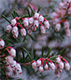 Pink and white flowers.