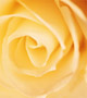 Yellow rose