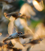 Small birds in flight.